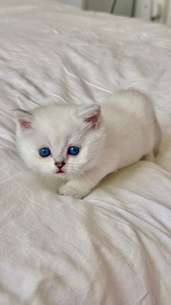 Beautiful Scottish Fold Kittens &ndash; Ready from 1st August
