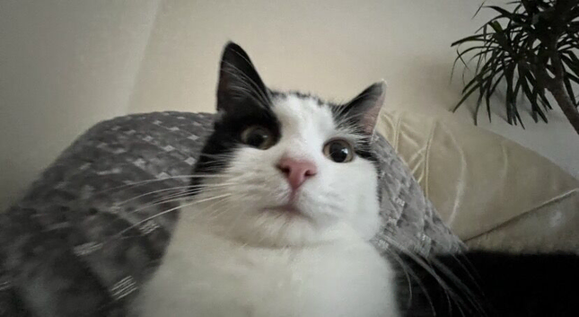 4 1/2 5 year old cat for adoption