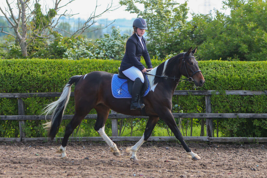 Trotter Horse for loan- Gracie