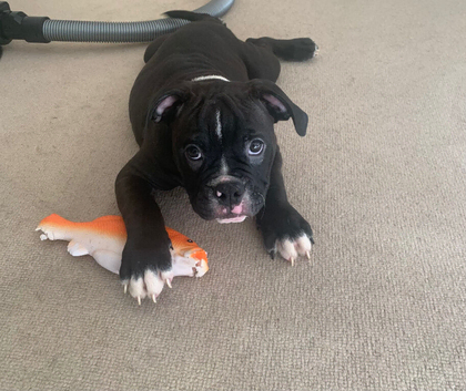 Olde English bulldog puppys available now