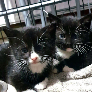 4 baby kittens bombay cross