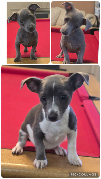 Jack Russell puppies