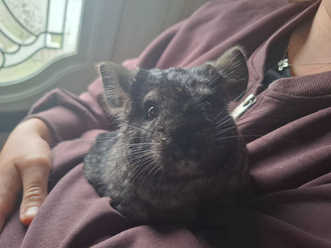 Medium ebony chin for sale