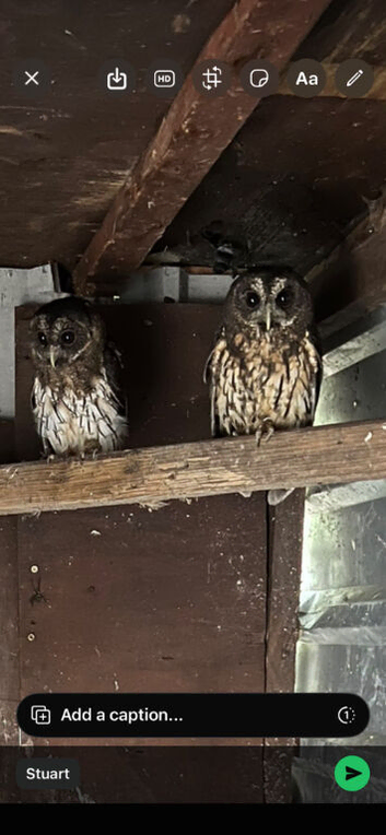 Pair mottled owls for sale