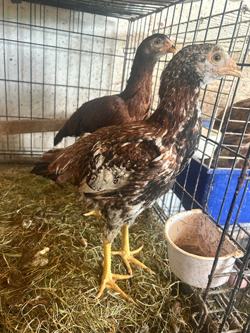 Asil pullets this years.