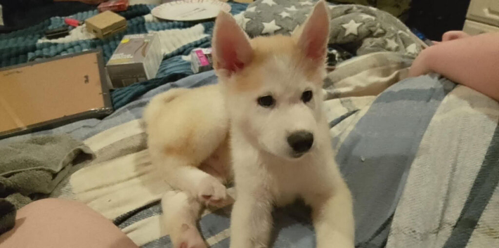 7 MONTH OLD MALE AKITA FOR SALE