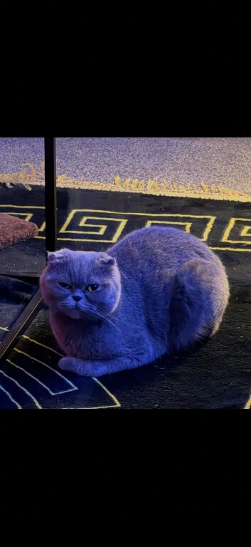 British shorthair/ Scottish fold