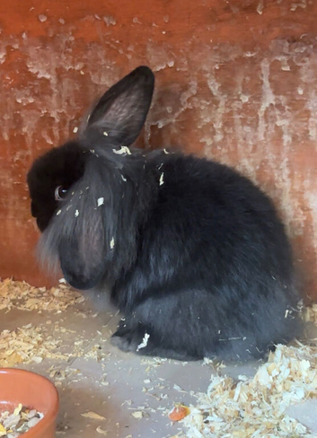 Male lion lop