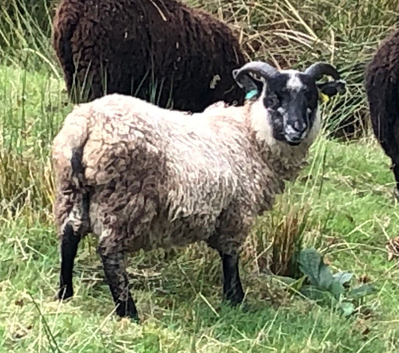 Registerable pedigree Shetland tup lamb rare colour/patterns BTV vaccinated