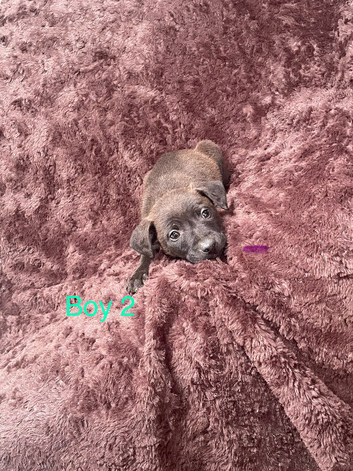 5 beautiful patterdale puppies