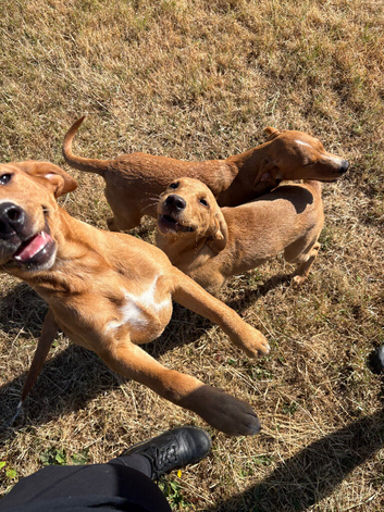 5 months old Yellow labs