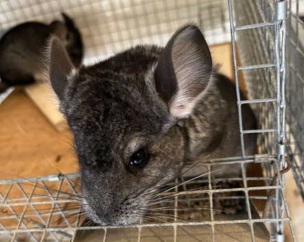 Beautiful 3 month old, Standard Grey, Males and Females &pound;90 each