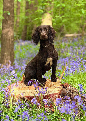 Cocker spaniel puppies