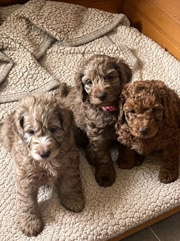 F2 cockapoo puppies