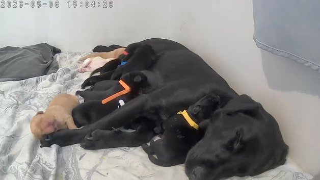 labrador puppies