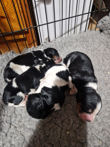 Beautiful cockalier puppies