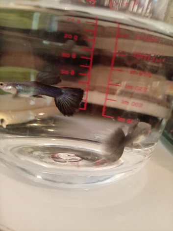 Small fish tank with fish
