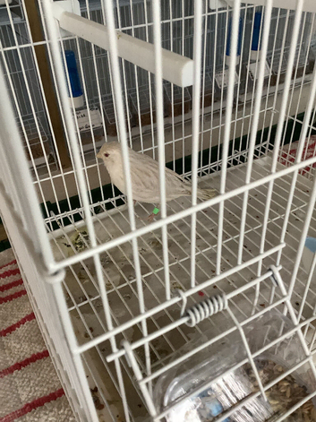 Mixed Canaries For Sale all 2026