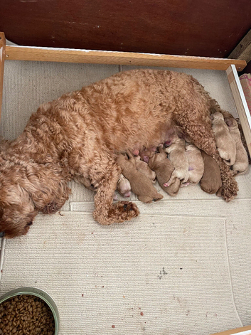 Golden Double doodle
