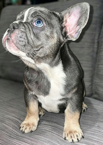 Frenchie pup LAST ONE REDUCED again after a no show