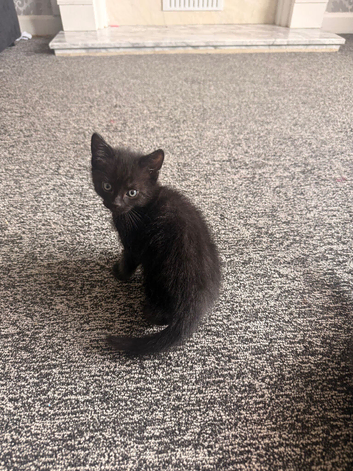 3 kittens for sale