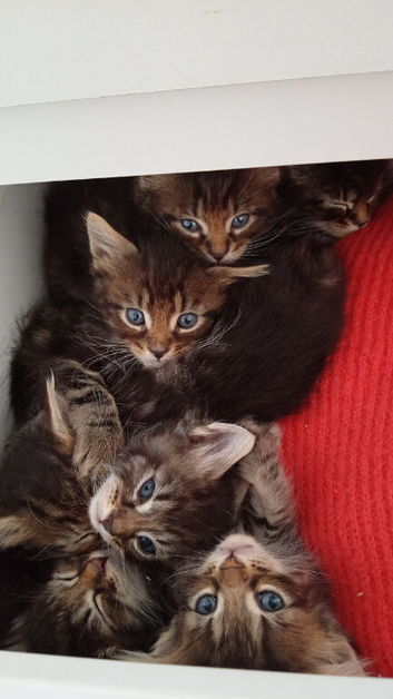Mixed tabby litter