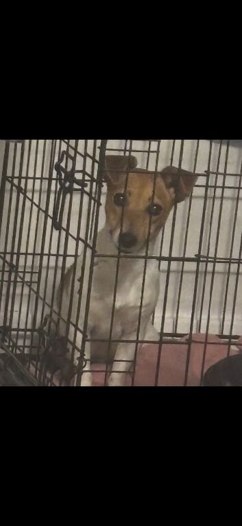 Short leg jack Russell pupies