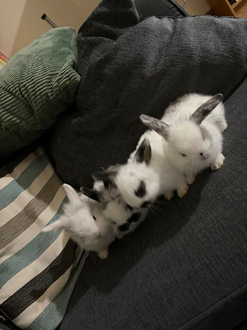 4 mini lion lops bunnies left ready 24 sept
