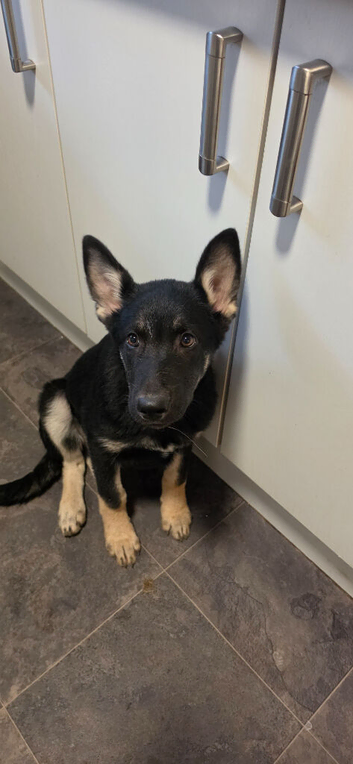 3/4 German shepherd 1/4 Alaskan malamute puppy