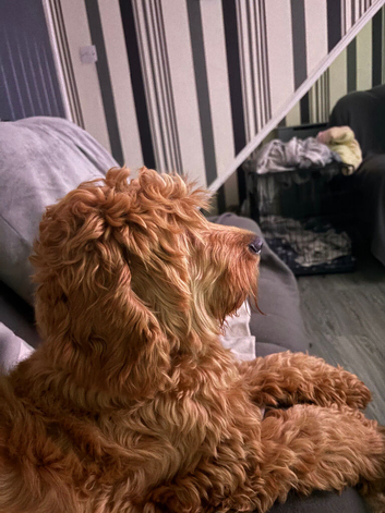 Beautiful cavapoo 15 months old