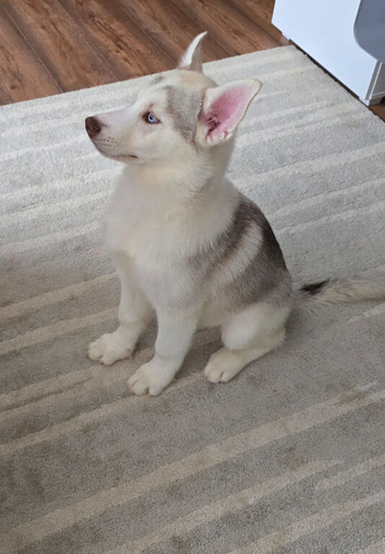 15 week old Siberian Male Husky