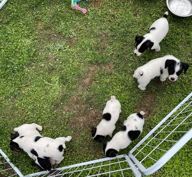 Puppies