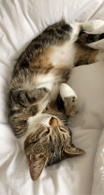 Female cat for sale