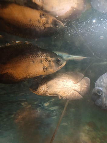Oscars and Severums