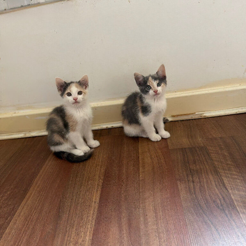 2 girls still looking for homes.