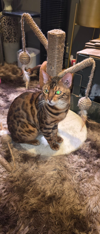 bengal cat male  2yrs old