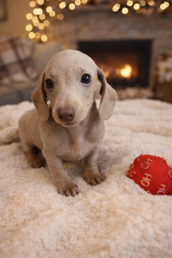 Miniature dachshund