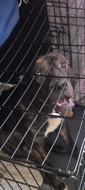 Bully Kutta &times; Staffordshire bullterrier 23months old