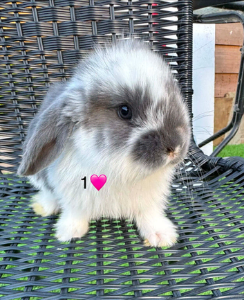 Pure French lops