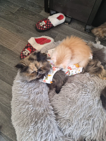 Last GCCF registered persian kitten
