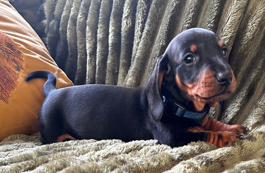 Stunning KC registered Standard Dachshund litter