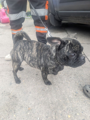 Frug
