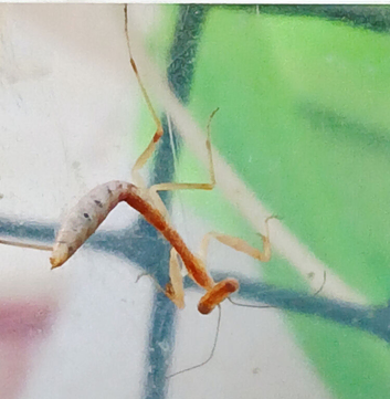 Timor shield mantis
