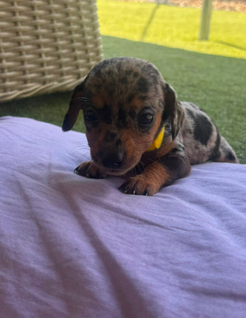 6 dapple and Black and Tan mini dachshunds
