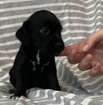 4 stunning Black Patterdale pups