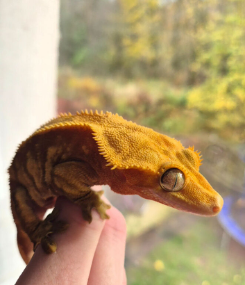 Adult female crested gecko with tank