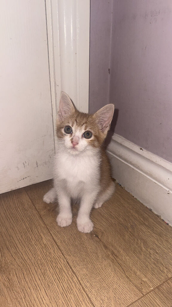 kittens!!