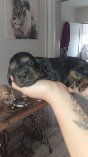 Cocker spaniel puppy's