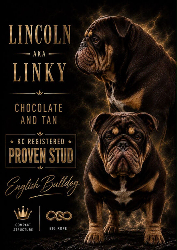 English bulldog stud linky