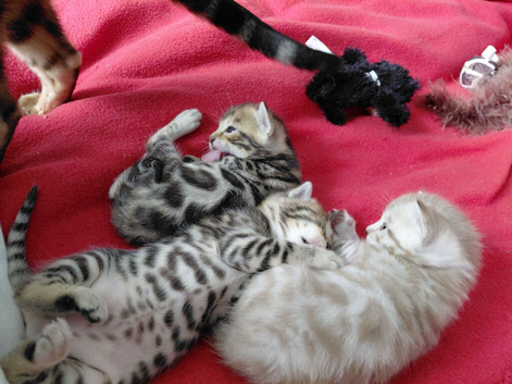 Pure bred Bengal kittens
